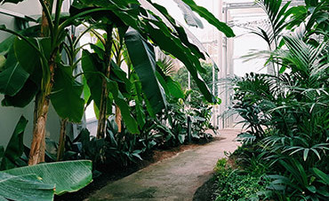 In our gardens  plants for the shade garden